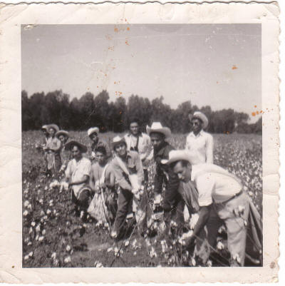 Braceros pick cotton in Arkansas in this undated photograph. Photo courtesy of the University of Texas-El Paso, Institute of Oral History.