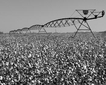 Norwood Creech's photograph, "Pivot over Defoliated Cotton" will be on display in "Perspectives from the Delta" at the Southern Tenant Farmers Museum in Tyronza.