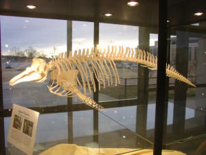 A porpoise skeleton is on display in ASU's "Hall of Science," located in the Laboratory Sciences Center, East Wing.