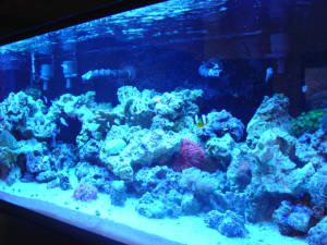 The marine aquarium is featured in the "Hall of Science" in ASU's Laboratory Sciences Center, East Wing.