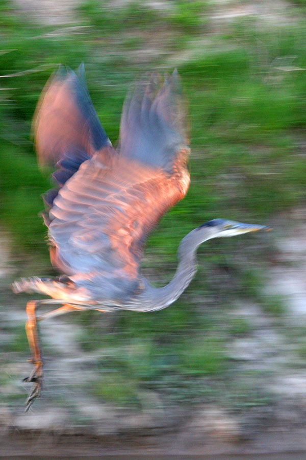 Karen DeBaun's "Heron at sunset," digital photo, 14 x 11 inches