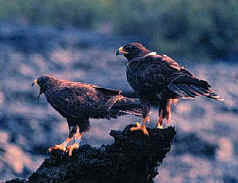 Galapagos Island Hawks 